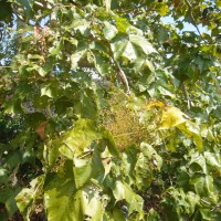 Sterculia urens Roxb.